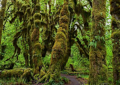 Hoh Rainforest